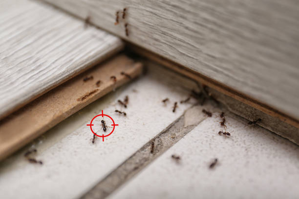 Best Exterminator Services  in East Bethel, MN