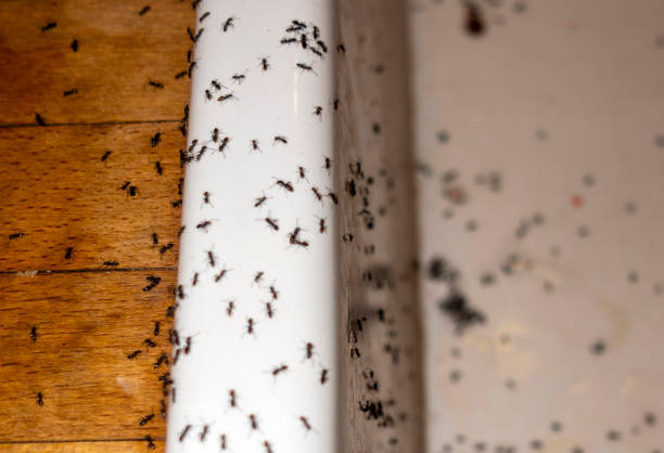 Trusted East Bethel, MN Pest Control Experts