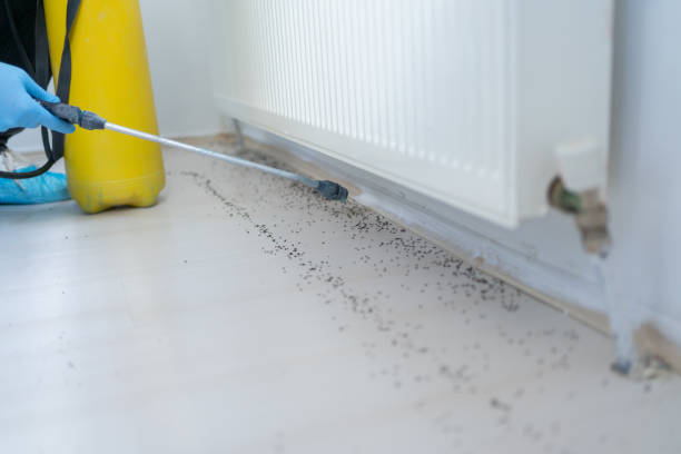 Best Termite Control Services  in East Bethel, MN